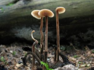 Auriscalpium11