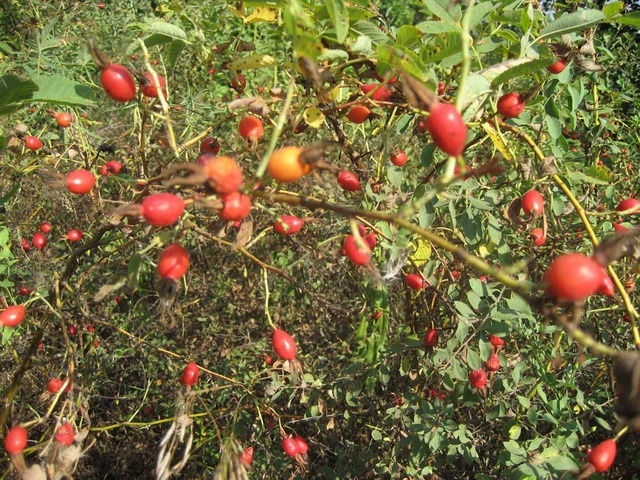 Shipovhik-korichnyi2